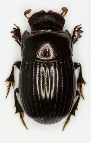 Microcopris reflexus